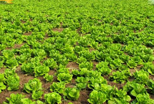 درآمد 1250 میلیاردی کشاورزان آملی از فروش کاهو