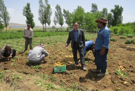  برداشت سیب‌زمینی تابستانه به مساحت  دو هزار هکتار در شهرستان عجب شیر
