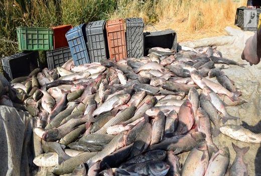 تحریم و کرونا مانع رشد ارزش صادرات ماهی کردستان نشد