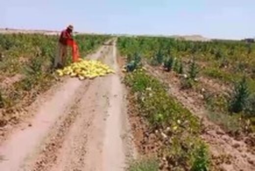 آغاز برداشت صیفی از مزارع جرقویه سفلی
