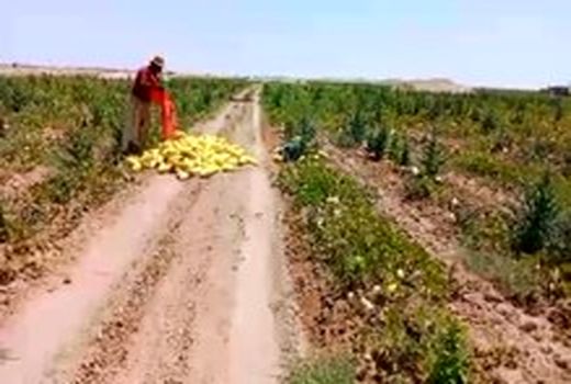 آغاز برداشت صیفی از مزارع جرقویه سفلی