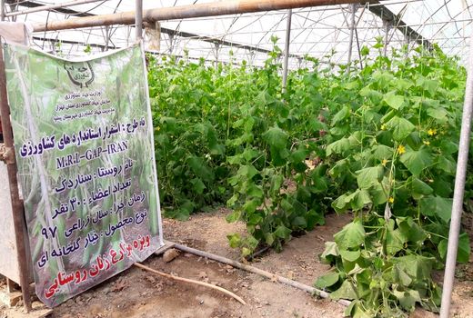 ایجاد 4 سایت تولید و مصرف محصول استاندارد و سالم در استان تهران