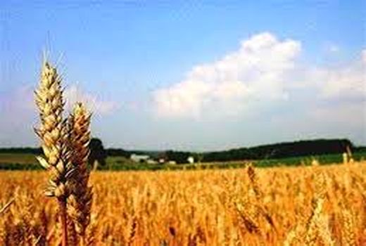 احتمال شیوع بیماریهای گندم در سال زراعی جاری در کرمان