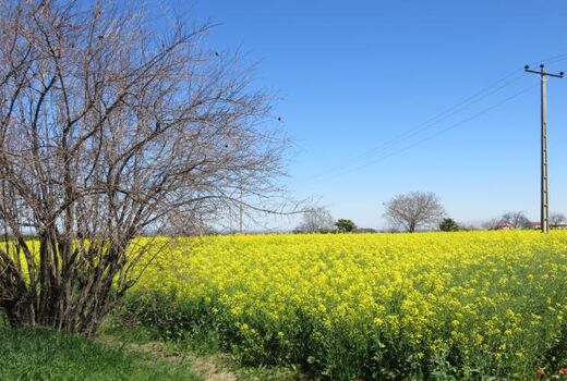 2800 هکتار مزارع کلزای میاندورود مبارزه شیمیایی شد