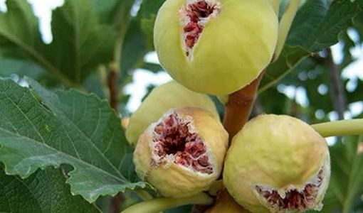 انجیر دیم قهرمان مقابله با بحران آب/ از هر هکتار یک تا 8 تن طلای شیرین برداشت می‌شود