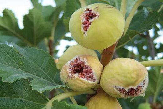 انجیر دیم قهرمان مقابله با بحران آب/ از هر هکتار یک تا 8 تن طلای شیرین برداشت می‌شود