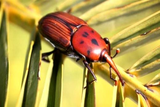 ردیابی آفت سرخرطومی حنایی خرما در ۴۵ هزار هکتار