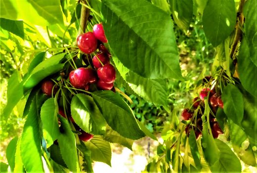 برداشت گیلاس و آلبالو از باغات شهرستان سامان 