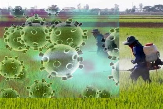 کرونا ۹۲۲ میلیارد ریال به کشاورزی ایلام خسارت وارد کرد