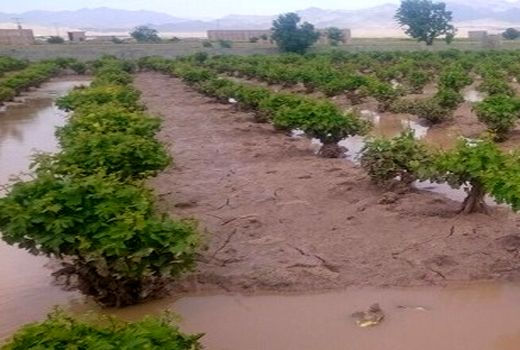  سیل297 میلیارد ریال به بخش کشاورزی  استان قزوین خسارت زد