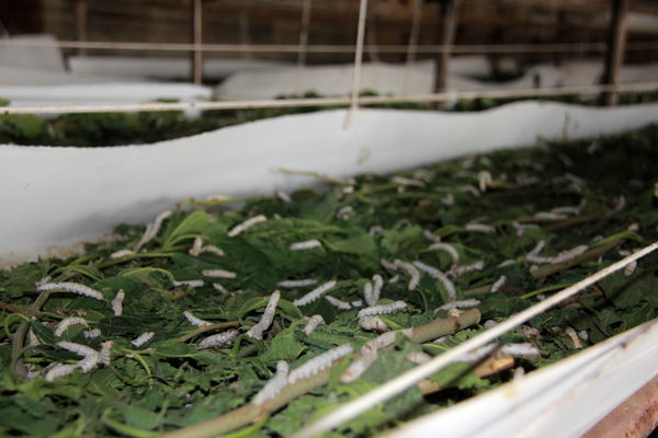 توسعه نوغانداری  با آموزش اصول نوین پرورش کرم ابریشم در تهران