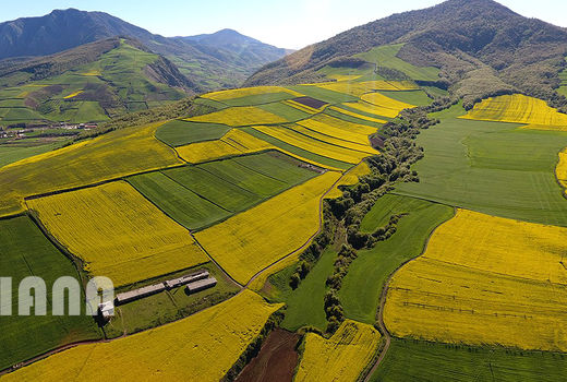مزارع کلزا در ایران1