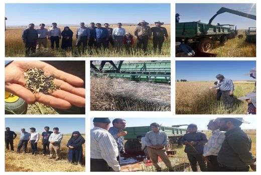 تولید 40 تُن محصول کُلزا در شهرستان بستان آباد