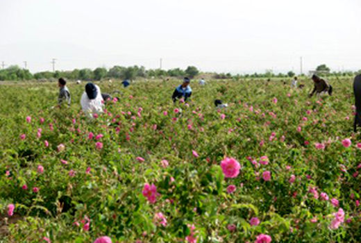پیش‌بینی برداشت ۵۰۰ تن گل محمدی در گلپایگان