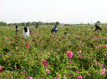 پیش‌بینی برداشت ۵۰۰ تن گل محمدی در گلپایگان