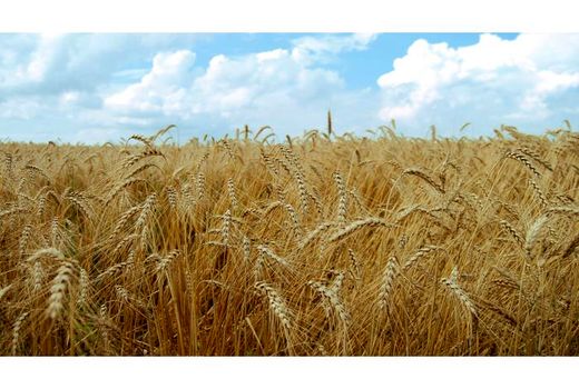 سهم 7 هزار هکتاری کشت گندم در طرح جهش تولید دیمزارهای نکا