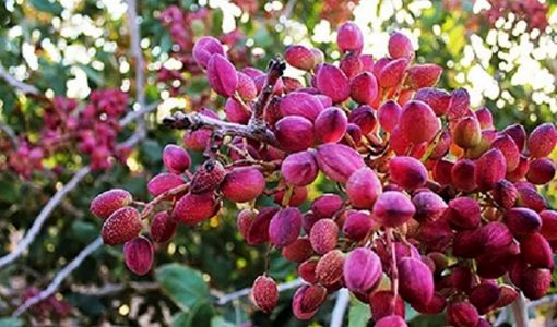 تامین و توزیع ۹۳۳ تن انواع کودهای یارانه‌ای برای باغات پسته در سطح استان قزوین