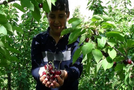 آغاز برداشت گیلاس از باغات سروآباد