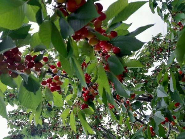 تولید گیلاس در باغات اشنویه ۵۰ درصد کاهش یافت