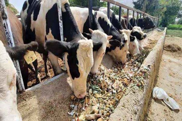 تلاش برای استفاده بهینه از بقایای زراعی به‌عنوان خوراک دام و طیور