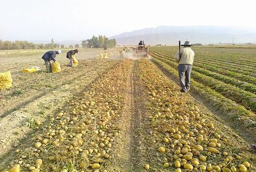 برداشت بیش از ۴۱ هزار تن سیب زمینی از مزارع آذربایجان غربی