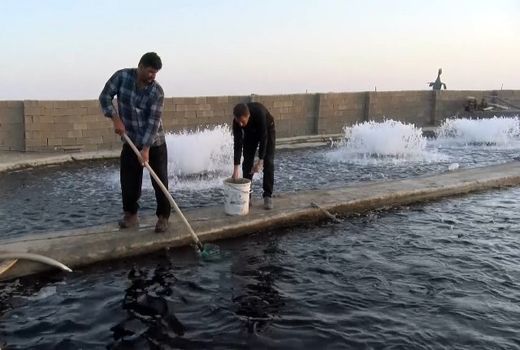 رزق حلال و شیرین ورزنه ای ها از آب های شور