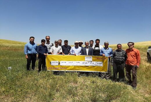 بهره برداران کشاورزی شهرستان قزوین با ویژگی‌های کشت ارقام مختلف غلات در مزارع کشاورزی آشنا شدند 