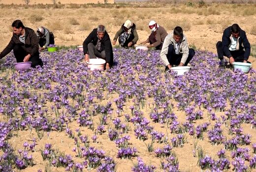 افزایش ۳۰ درصدی سطح زیر کشت زعفران در بادرود اصفهان