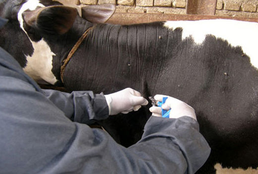 واکسیناسیون دام سنگین در فارس آغاز شد