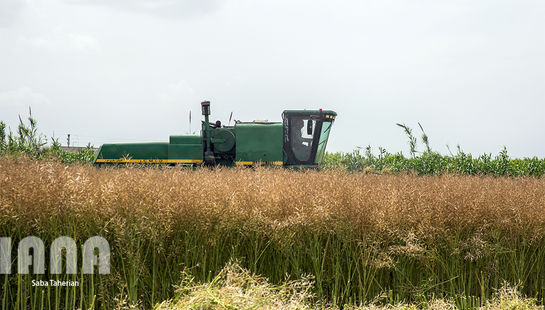 گالری عکس:برداشت کلزا