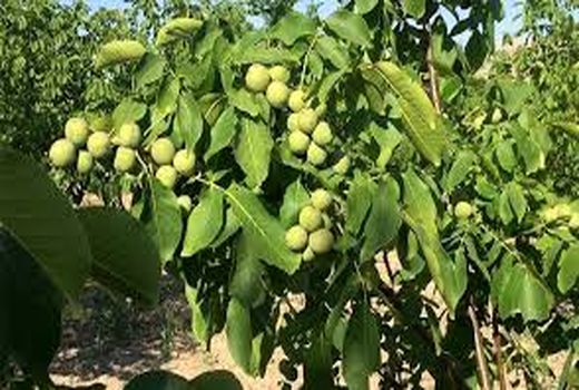 اجرای سایت الگویی گردو در بخش سیوان شهرستان ایلام 