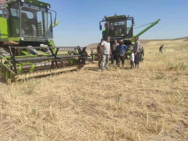 آغاز برداشت گندم از دیمزارهای شهرستان میاندوآب 