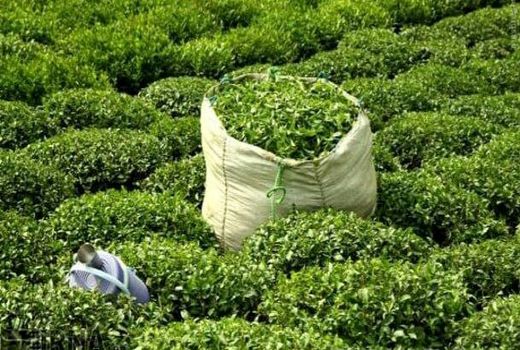 پای چای ایرانی به 27 کشور جهان باز شد