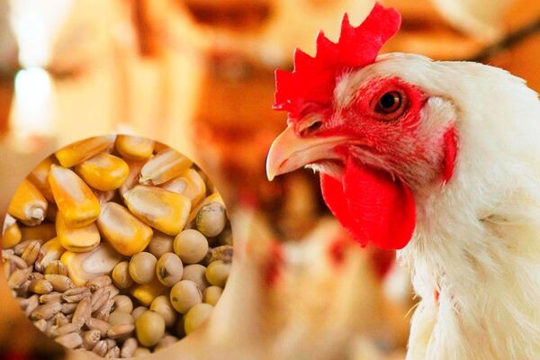 اختصاص ۲ هزار و ۵۰۰ تن ذرت و کنجاله سویا به مرغداری‌های خراسان شمالی