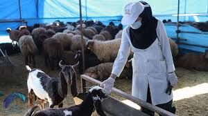اجرای فاز دوم واکسیناسیون تب برفکی در شهرستان شهربابک