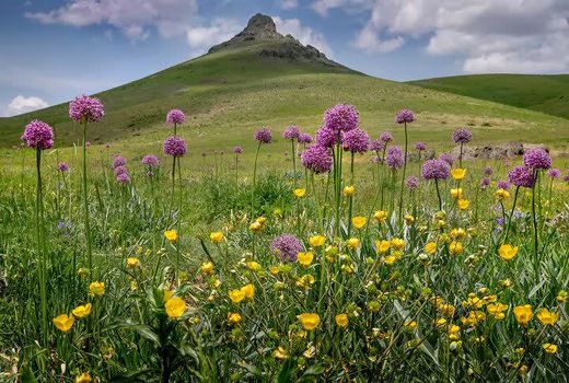 کشت موسیر در 800 هکتار از اراضی کوهرنگ 