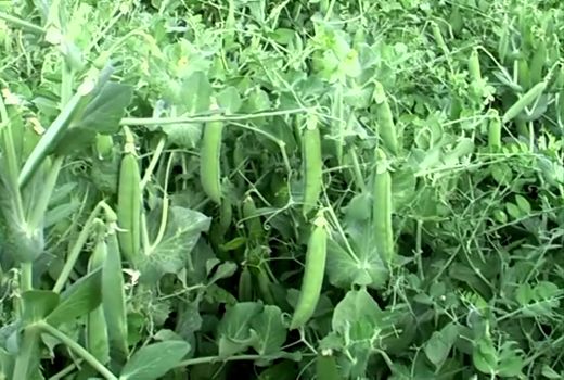 آغاز کشت نخود فرنگی در مزارع شهرستان طارم