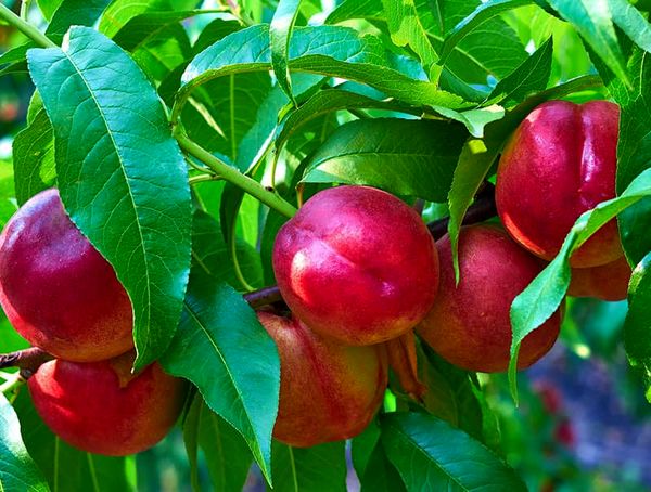 برداشت بیش از 45هزار تن شلیل از باغات آذربایجان غربی