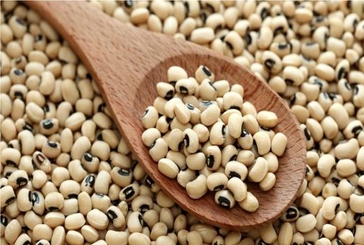 برداشت لوبیا در قیروکارزین به پایان رسید