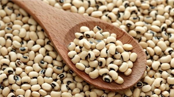 برداشت لوبیا در قیروکارزین به پایان رسید