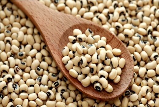 برداشت لوبیا در قیروکارزین به پایان رسید