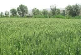 آغاز زمان طلایی کشت گندم در استان بوشهر