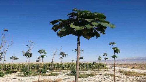 کاشت پائولونیا برای اولین بار در کازرون
