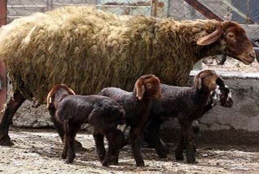 زنجان به مرکز تحقیقات و پرورش دام مولد سبک تبدیل شد