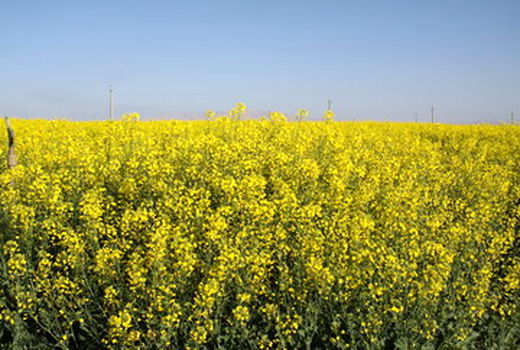 ۶۰درصد کلزای استان ایلام خریداری شد.