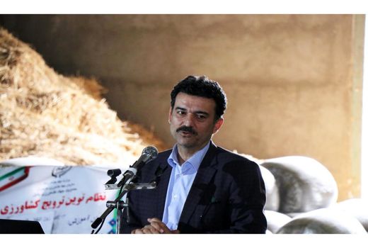 تولید 15 میلیون تن ذرت سیلویی در کشور