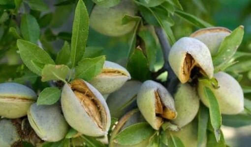 بادام دیم محصولی کم‌آب‌بر با ظرفیت تقویت اقتصاد روستاها