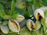 بادام دیم محصولی کم‌آب‌بر با ظرفیت تقویت اقتصاد روستاها