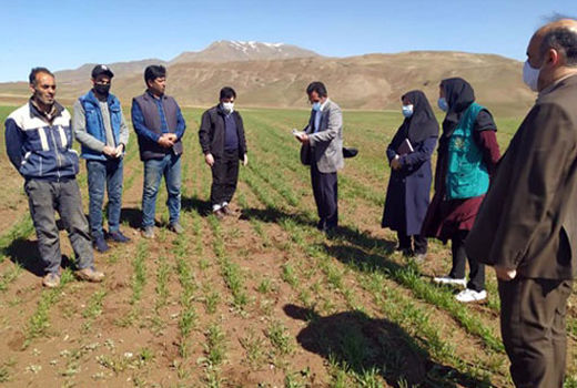 بازدید مسئول فنی طرح جهش تولید استان از مزارع غلات و حبوبات طرح جهش تولید شهرستان هریس