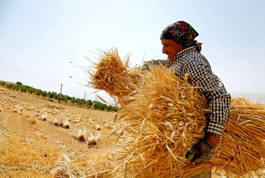 بیش از سه میلیون تُن گندم از کشاورزان سراسر کشور خریداری شد